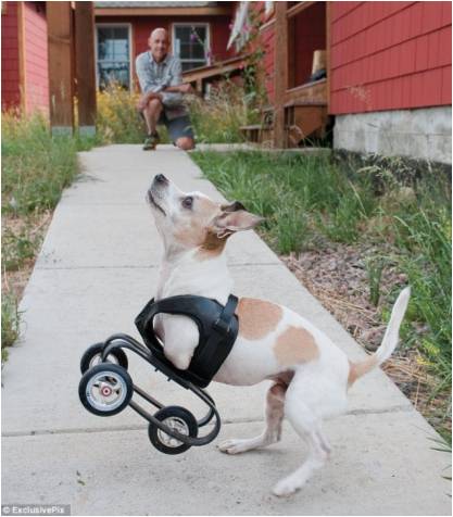 Can-Do-Ability: Be Inspired By The Little Dog That Could